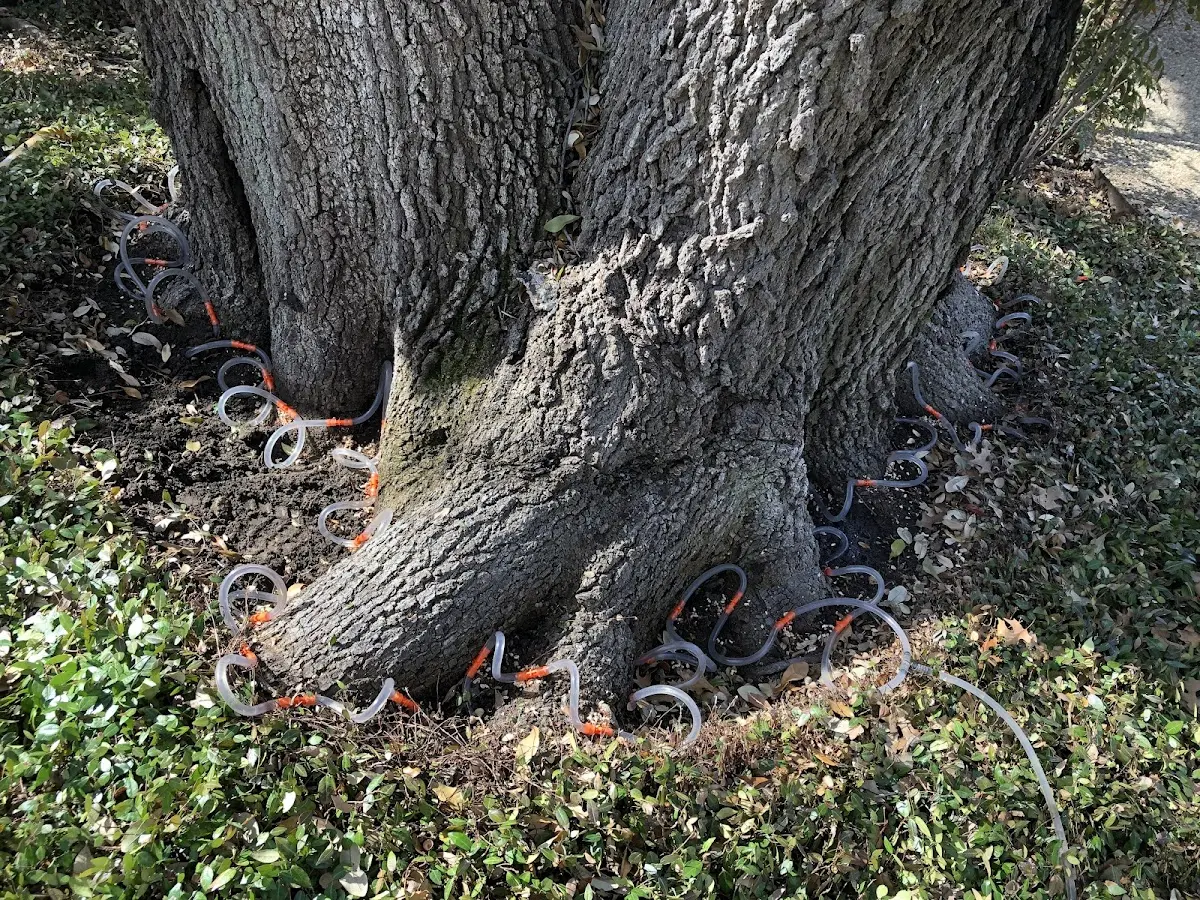 Detailed Tree Cabling and Bracing job site in Table Rock